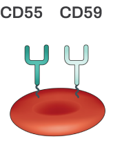 Обычный вид здорового эритроцита Нормальный эритроцит
