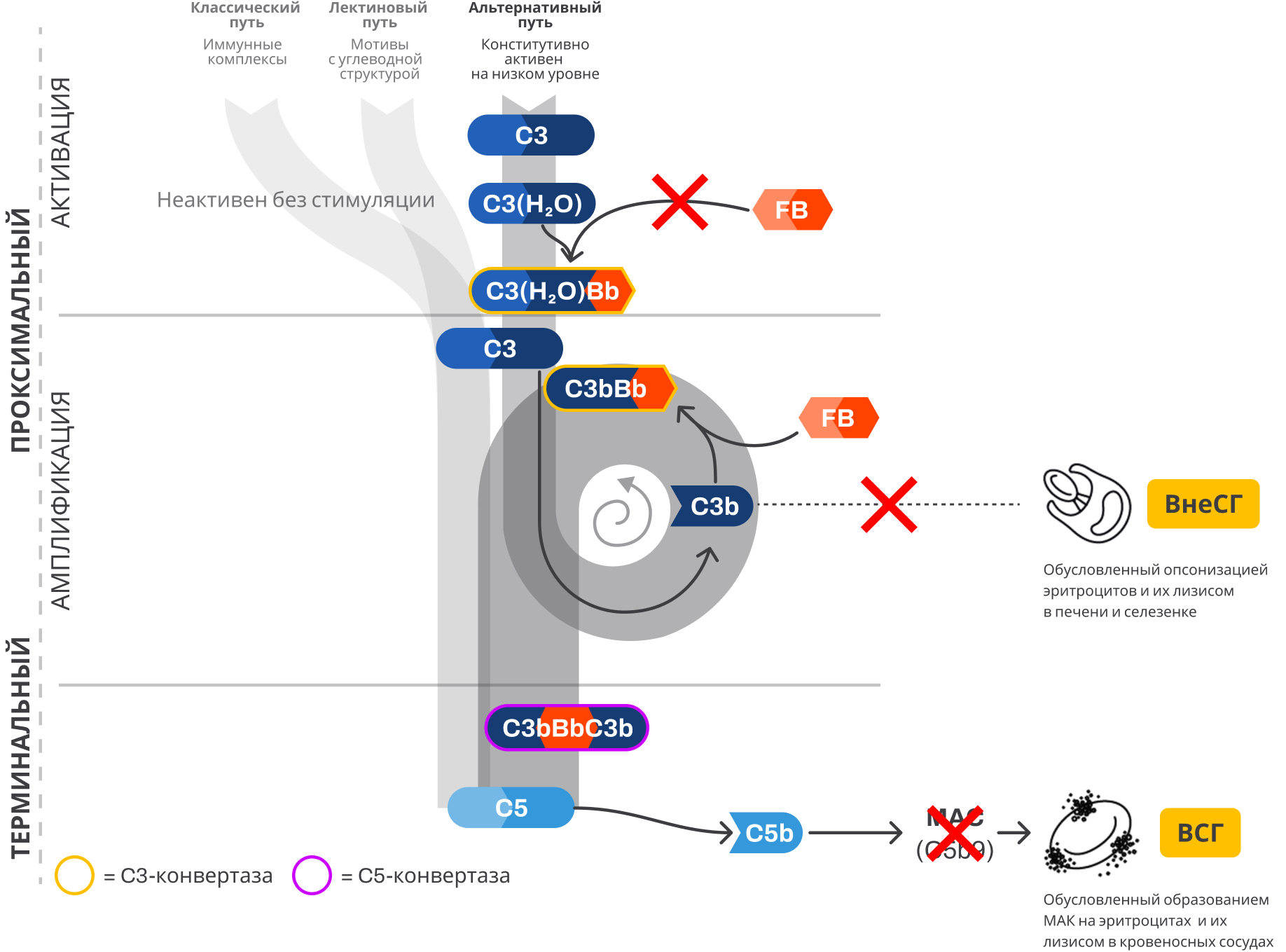 Схема активации системы комплемента в организме Пути активации комплемента
